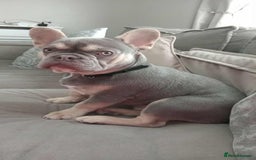 French Bulldog dogs for sale: Lilac tan French bulldog  - Image 1