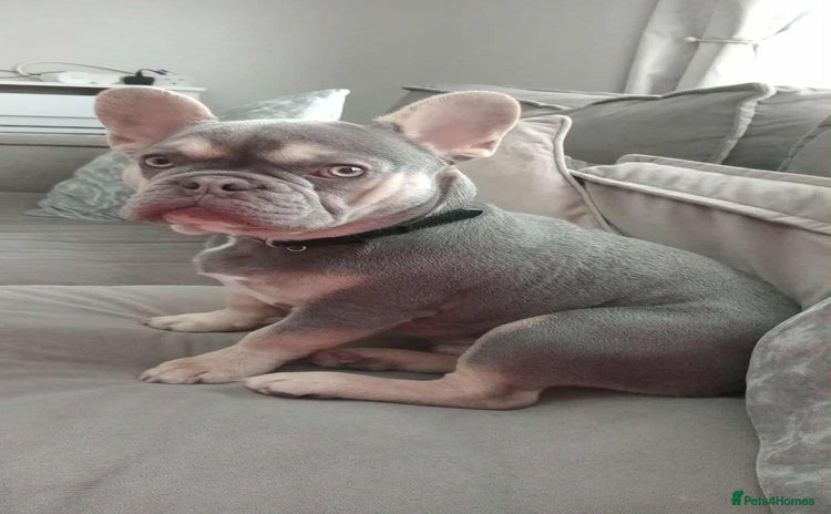 French Bulldog dogs - Advert 1