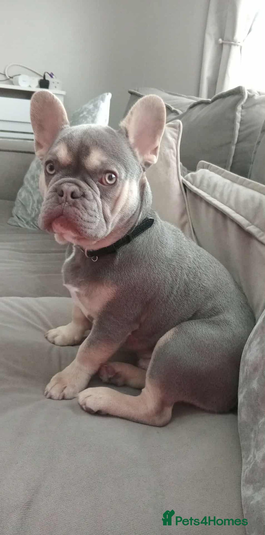 French Bulldog dogs for sale: Lilac tan French bulldog  - Image 1