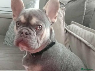 French Bulldog dogs - Advert 19