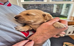 Golden Retriever dogs for sale: KC Golden Retriever Puppies - Image 2