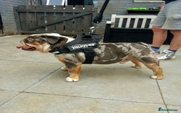 Olde English Bulldogge dogs for stud: bulldog for stud - Image 2