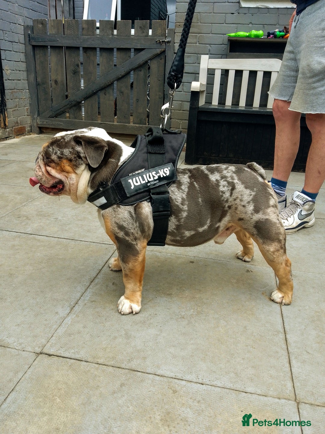 Olde English Bulldogge dogs for stud: bulldog for stud - Image 2