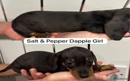 Miniature Dachshund dogs for sale: Miniature Dashound Puppies  - Image 6