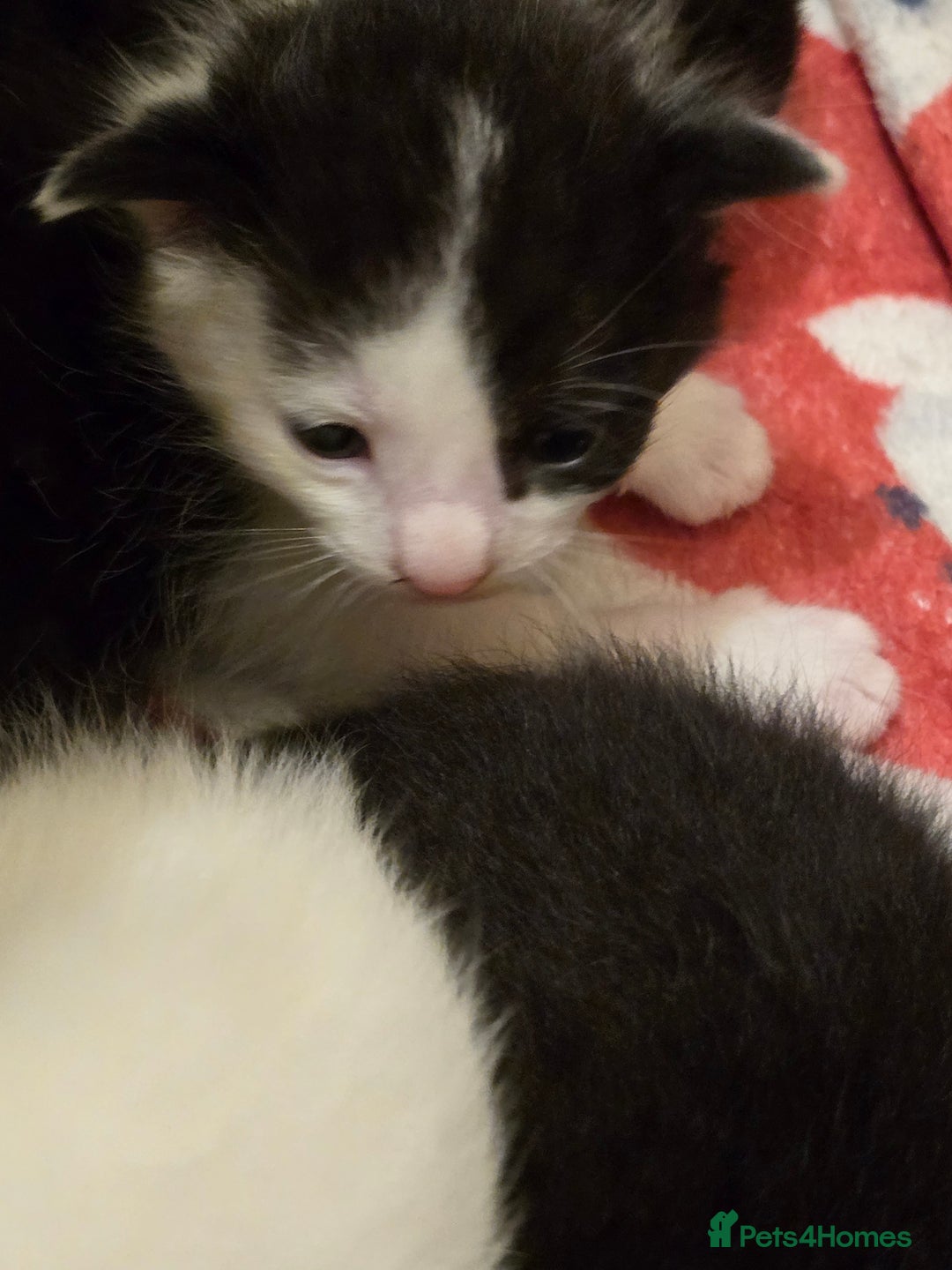 Domestic Shorthair cats for sale: 3 babies looking for forever homes  - Image 5