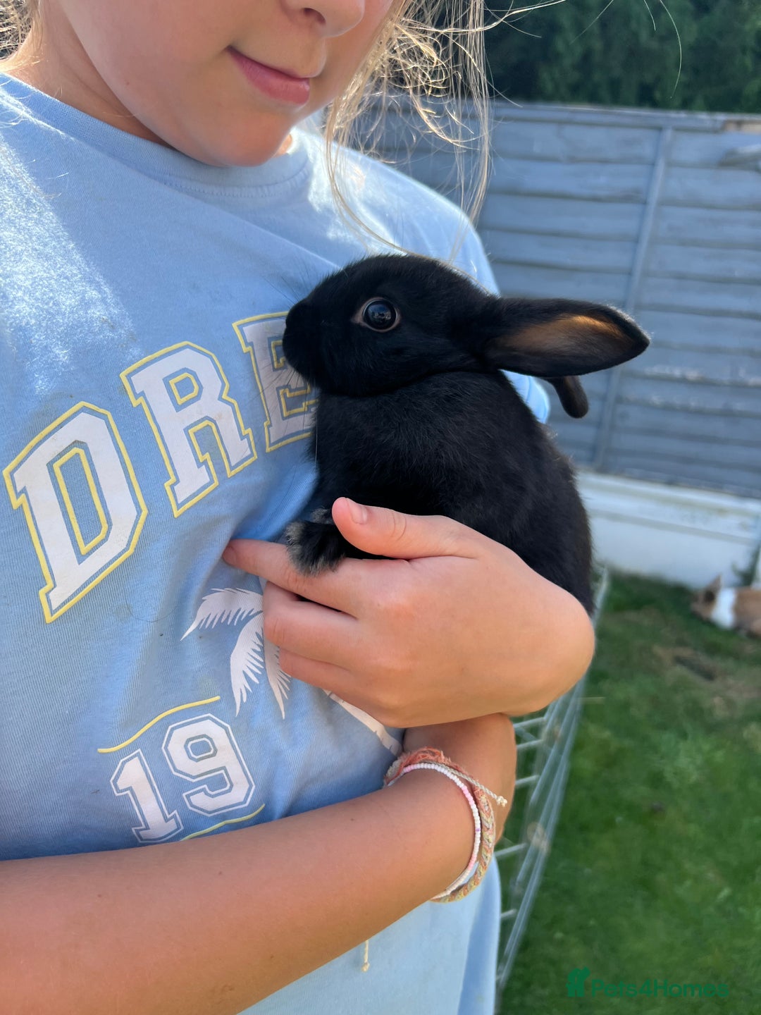 Mixed Breed rabbits for sale: Ready 3 beautiful lion head/English spot bunny’s  - Image 9