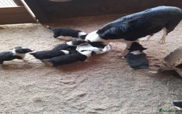 Border Collie dogs for sale: Farm reared border collie pups - Image 3