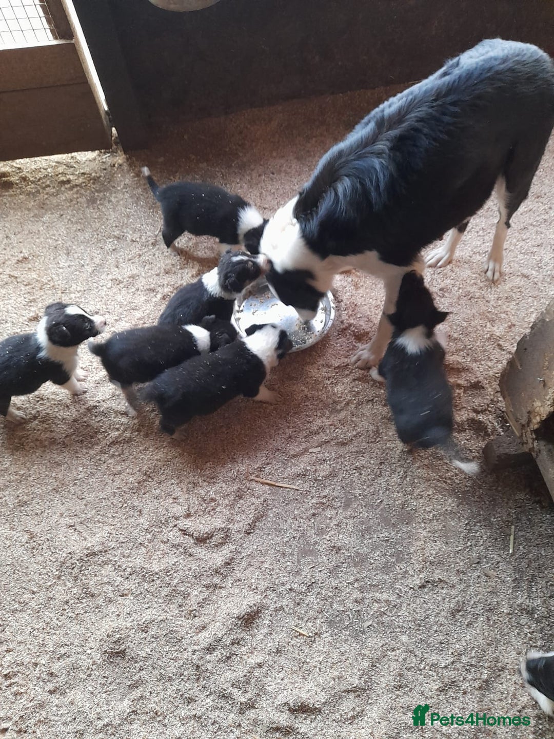 Border Collie dogs for sale: Farm reared border collie pups - Image 3