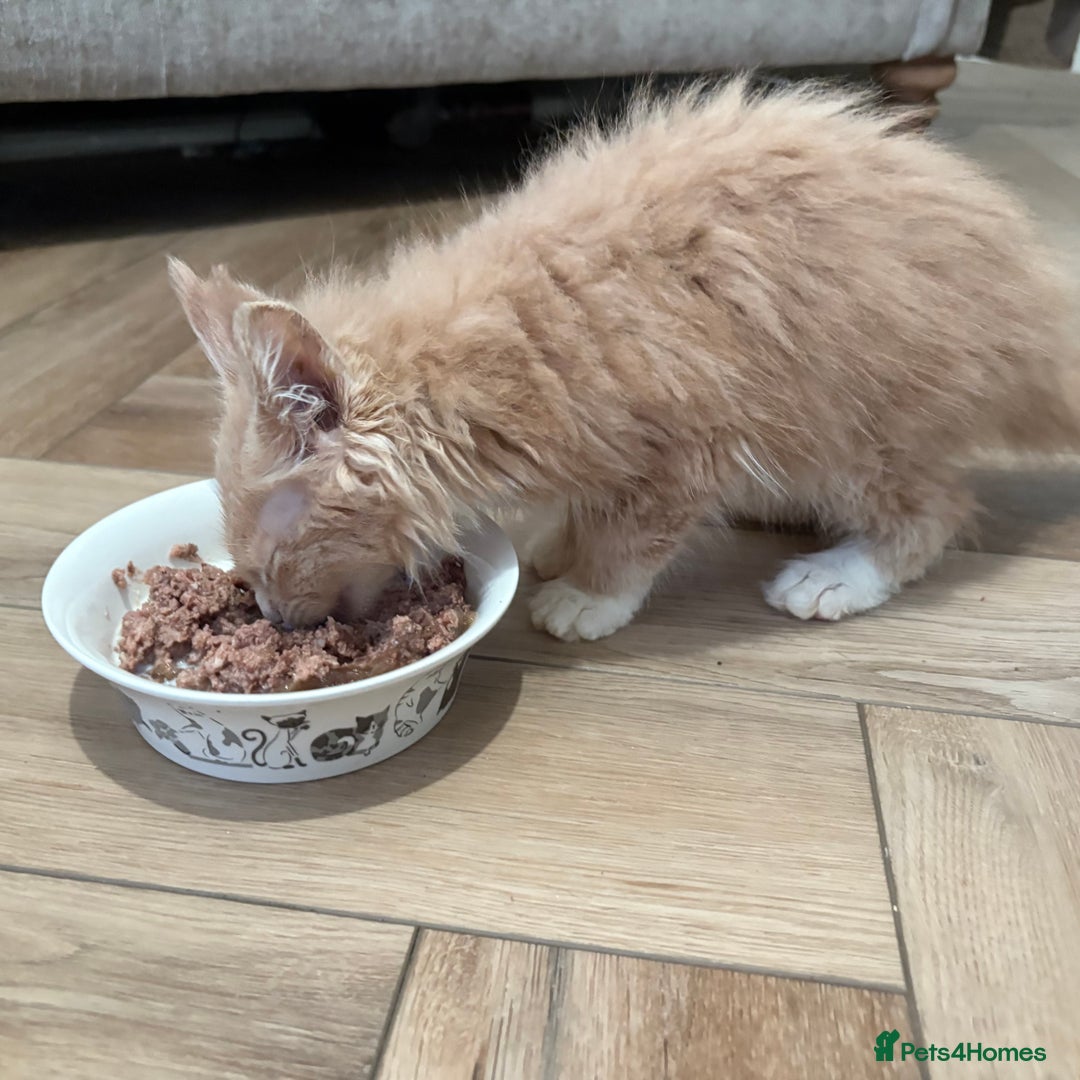 Maine Coon cats for sale: Reduced Pedigree GCCF registered kitten 1.6kg - Image 20