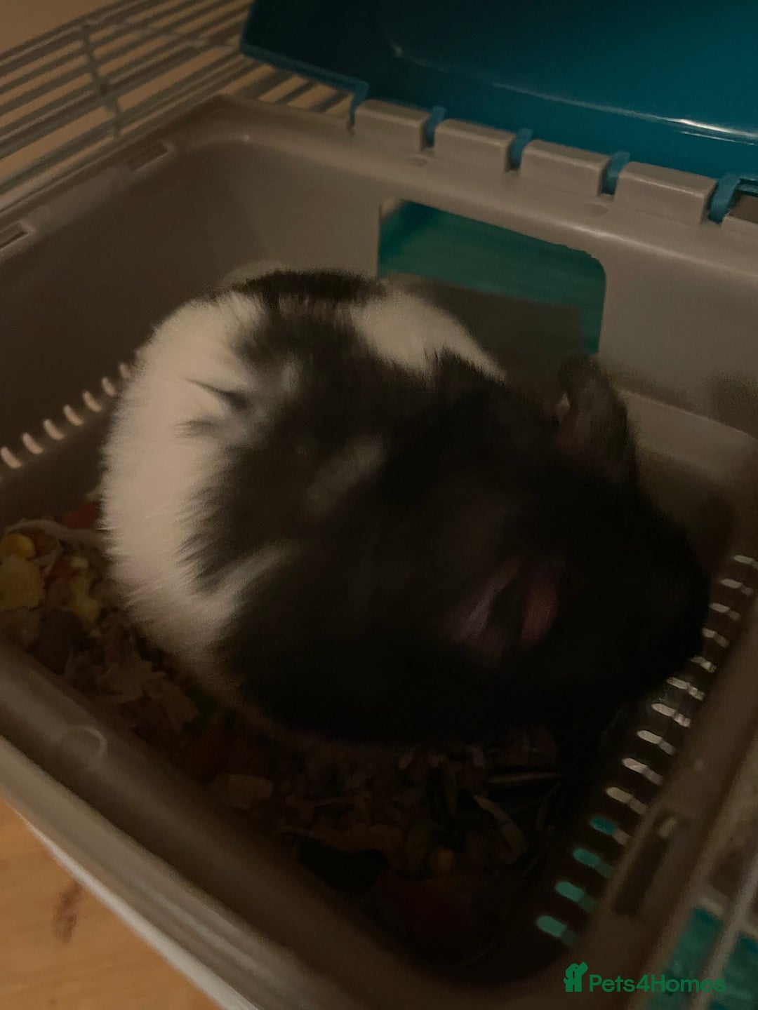 Hamster rodents for sale: friendly Hamster  - Advert 4