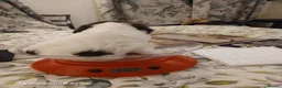 English Springer Spaniel dogs for sale: English Springer Spaniel Puppy in Eye - Advert 3