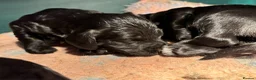 Sproodle dogs for sale: Gorgeous Sproodles - Advert 5