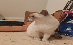 British Shorthair cats for sale: Pegidree adult loving British Shorthair for sake - Image 6