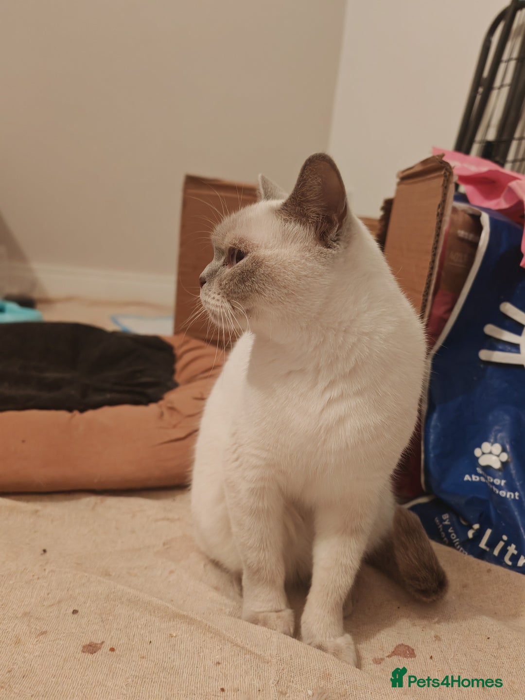 British Shorthair cats for sale: Pegidree adult loving British Shorthair for sake - Image 6