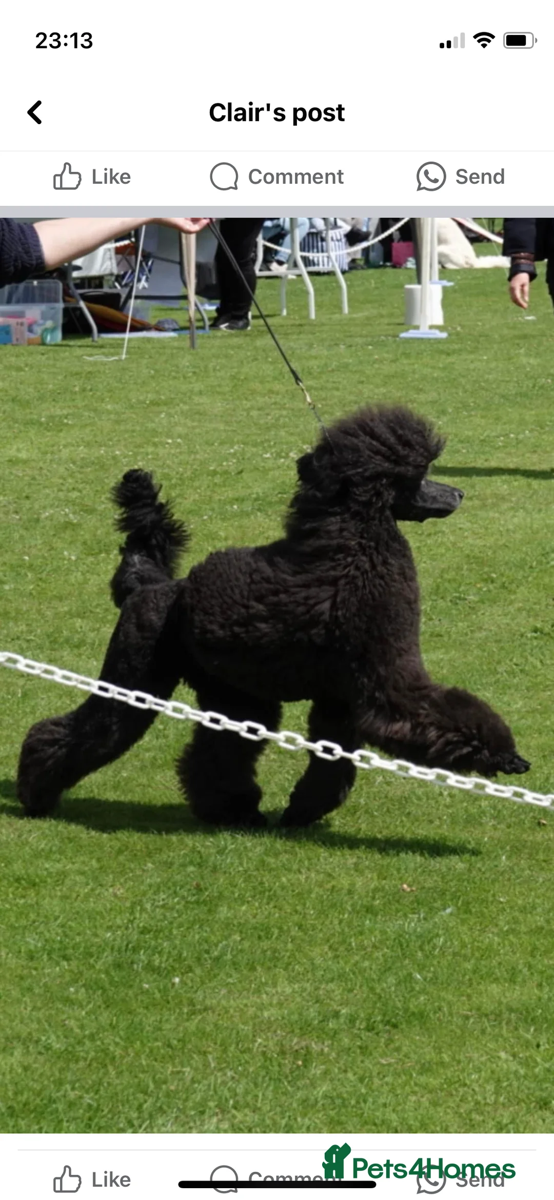 Standard Poodle dogs for stud: Silver standard poodle  in Wakefield - Advert 23