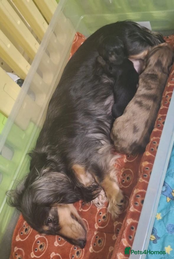 Miniature Dachshund dogs Beautiful Miniature Dachshund Puppies Available - Advert 4