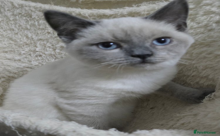 Ragdoll cats Ragdoll x British shorthair  - Advert 16