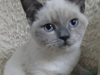 Ragdoll cats Ragdoll x British shorthair - Advert 14