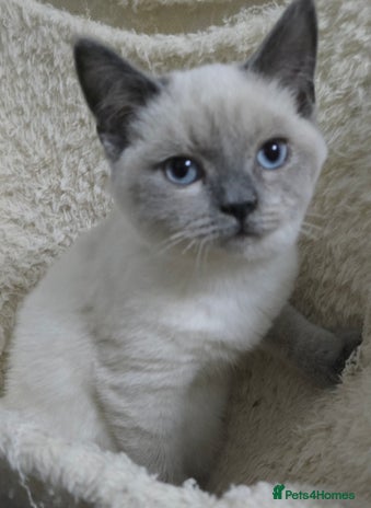 Ragdoll cats Ragdoll x British shorthair - Advert 11