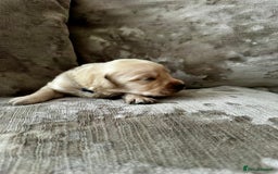 Mixed Breed dogs for sale: Beautiful litter of golden labradoodles - Image 16
