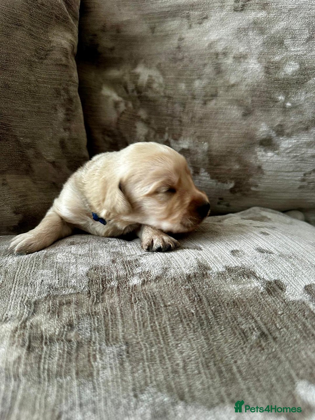 Mixed Breed dogs for sale: Beautiful litter of golden labradoodles - Image 16