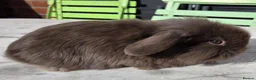 Dwarf Lop rabbits for sale: 3 mini dwarf lop bunnies in Hereford - Advert 6