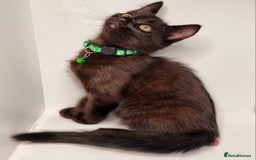 Mixed Breed cats for sale: Norwegian x pixiebob kittens mix available  - Image 25