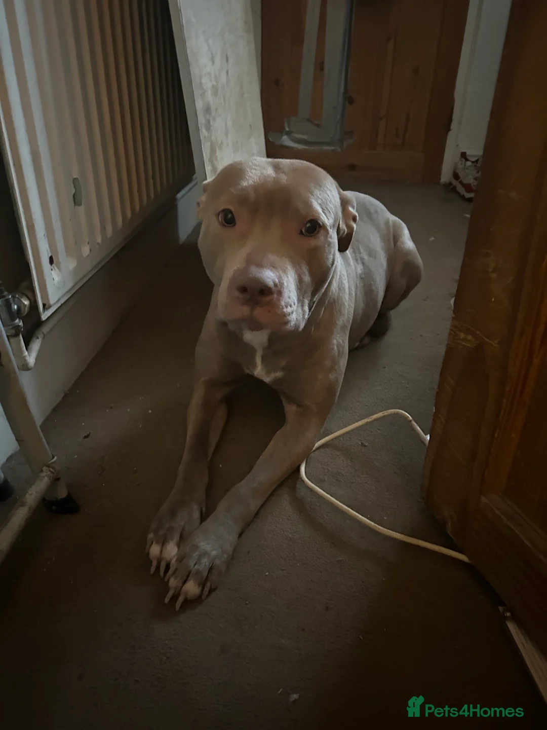 Mixed Breed dogs for sale: genkai urgently looking to be rehomed - Advert 3