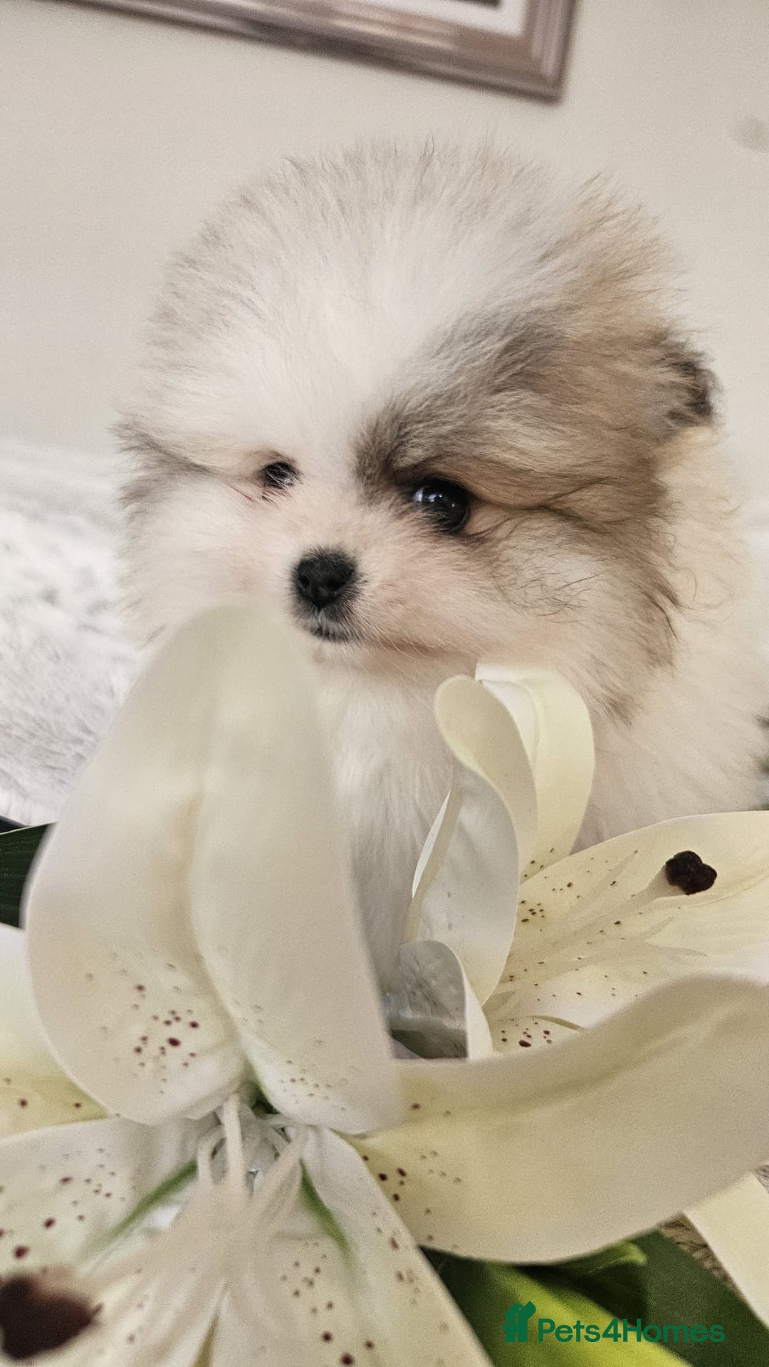 Pomeranian dogs for sale: Little beautiful pomeranians Tamworth  - Advert 21