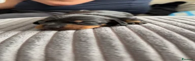 Miniature Dachshund 3