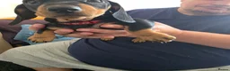 Dachshund dogs for sale: Stunning Standard Smooth hair Dachshund Puppies. - Advert 23
