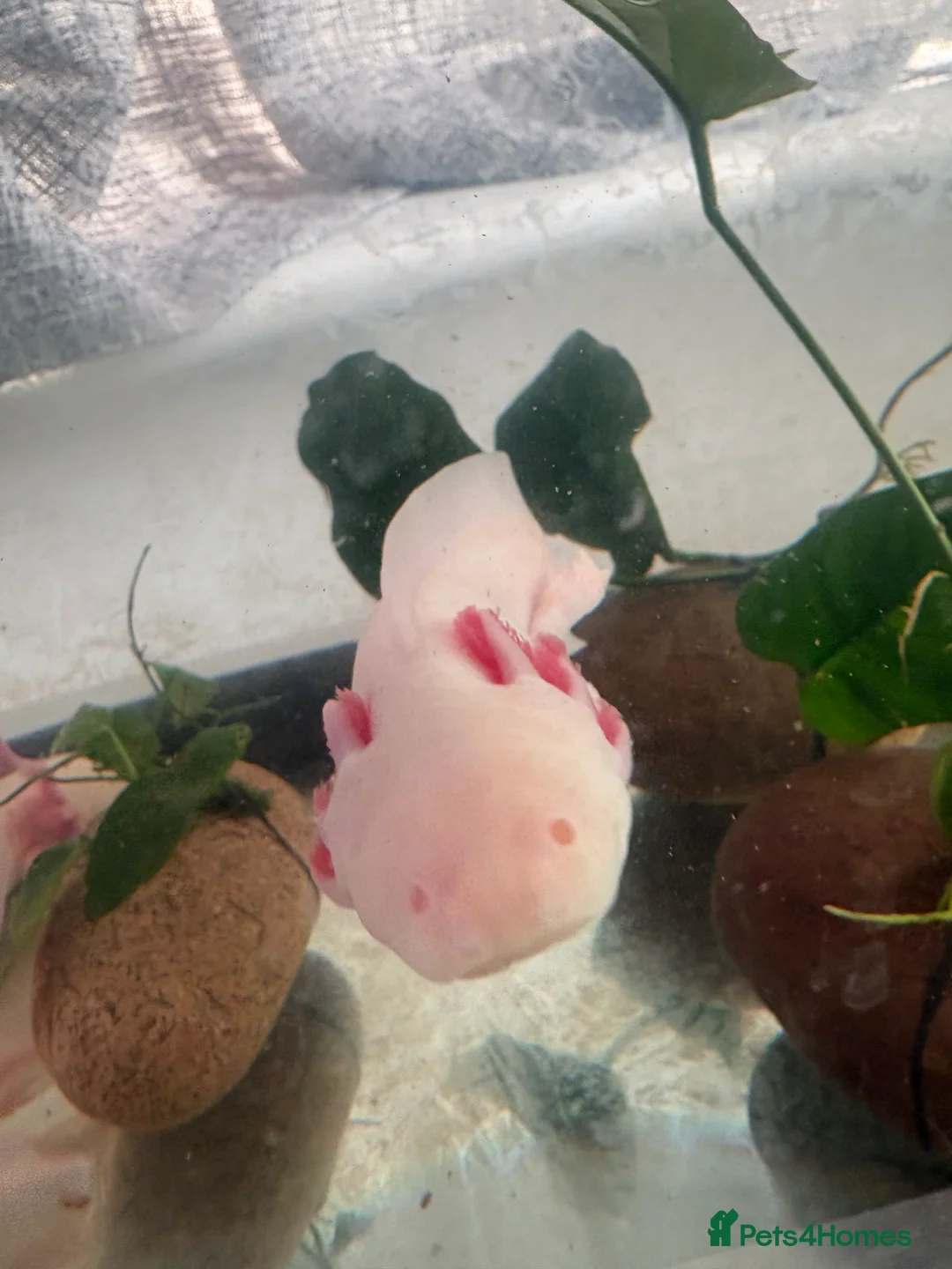 Axolotl reptiles for sale: 8 month leucistic albino pink axolotls £50 each - Advert 5