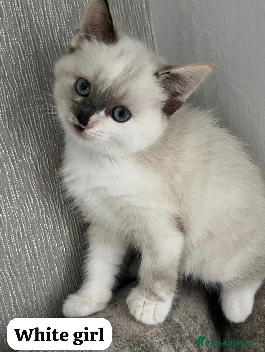 Mixed Breed cats for sale: Beautiful Ragdoll x kittens for sale  - Advert 25