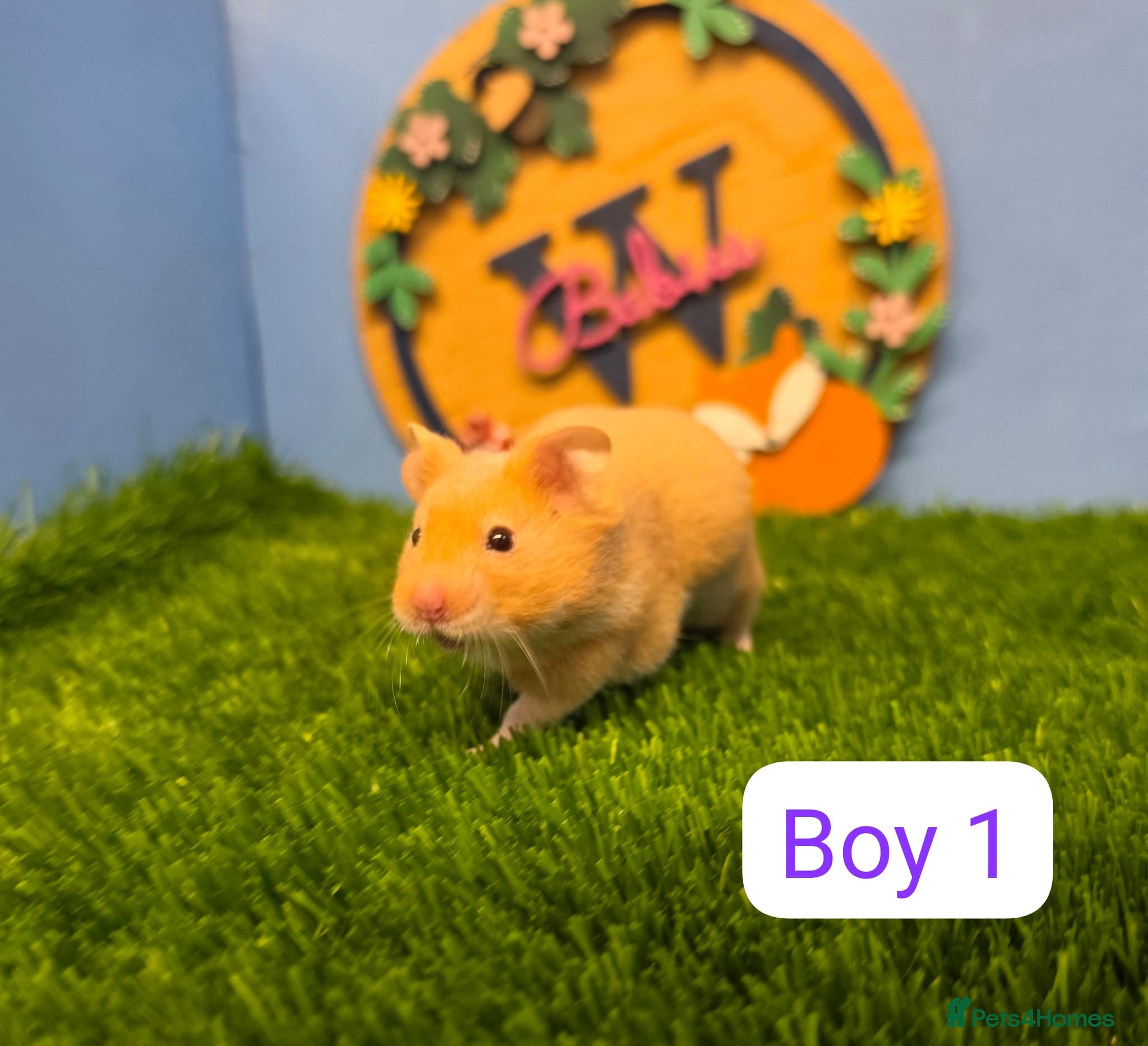 Hamster rodents Baby Syrian Hamsters Males Boys Pedigree  - Advert 2