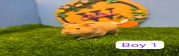 Hamster rodents for sale: Baby Syrian Hamsters Males Boys Pedigree  - Advert 2