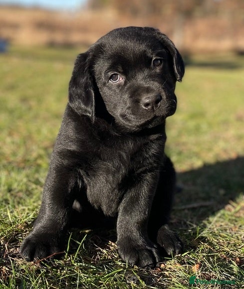 Labrador Retriever dogs CHARLIE - adorable boy for a Loving Home in Leeds - Advert 1