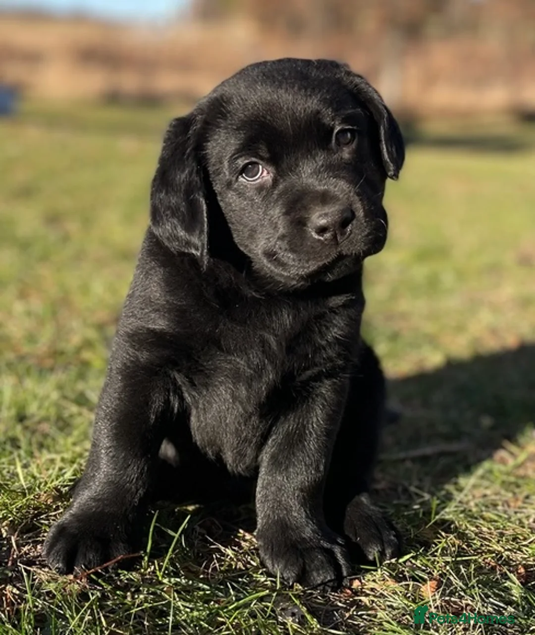 Labrador Retriever dogs for adoption: CHARLIE - adorable boy for a Loving Home in Leeds - Advert 1