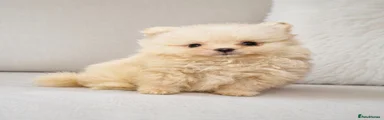 Pomeranian 1