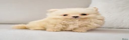 Pomeranian dogs for sale: Little pomeranian lovely boy - Advert 2