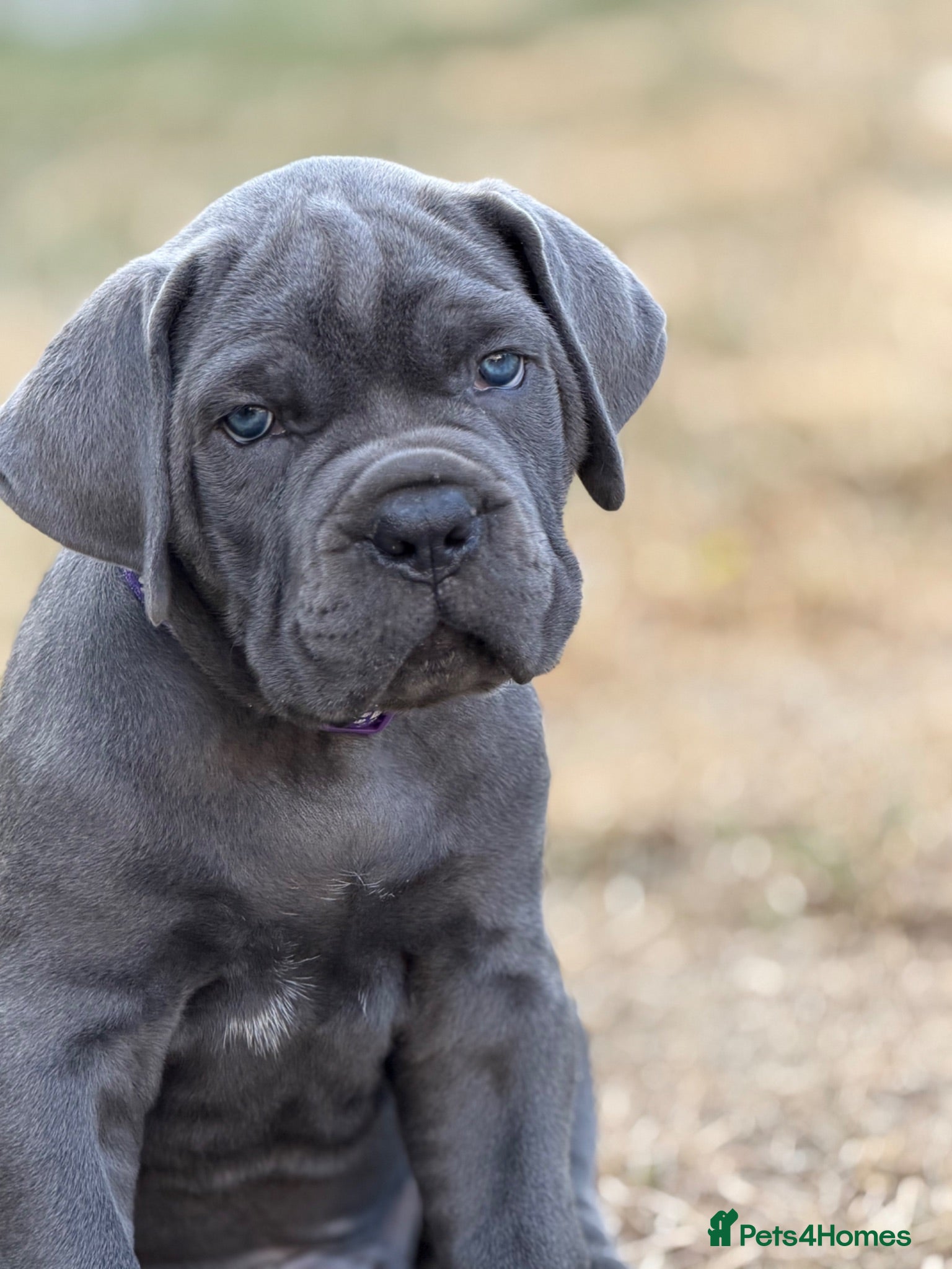 Cane Corso dogs Adorable Cane Corso Puppies Blue and Blue Brindle. - Advert 1