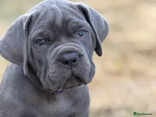 Cane Corso dogs Adorable Cane Corso Puppies Blue and Blue Brindle. - Advert 1