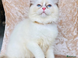 Ragdoll cats Beautiful ragdoll kittens - Advert 11