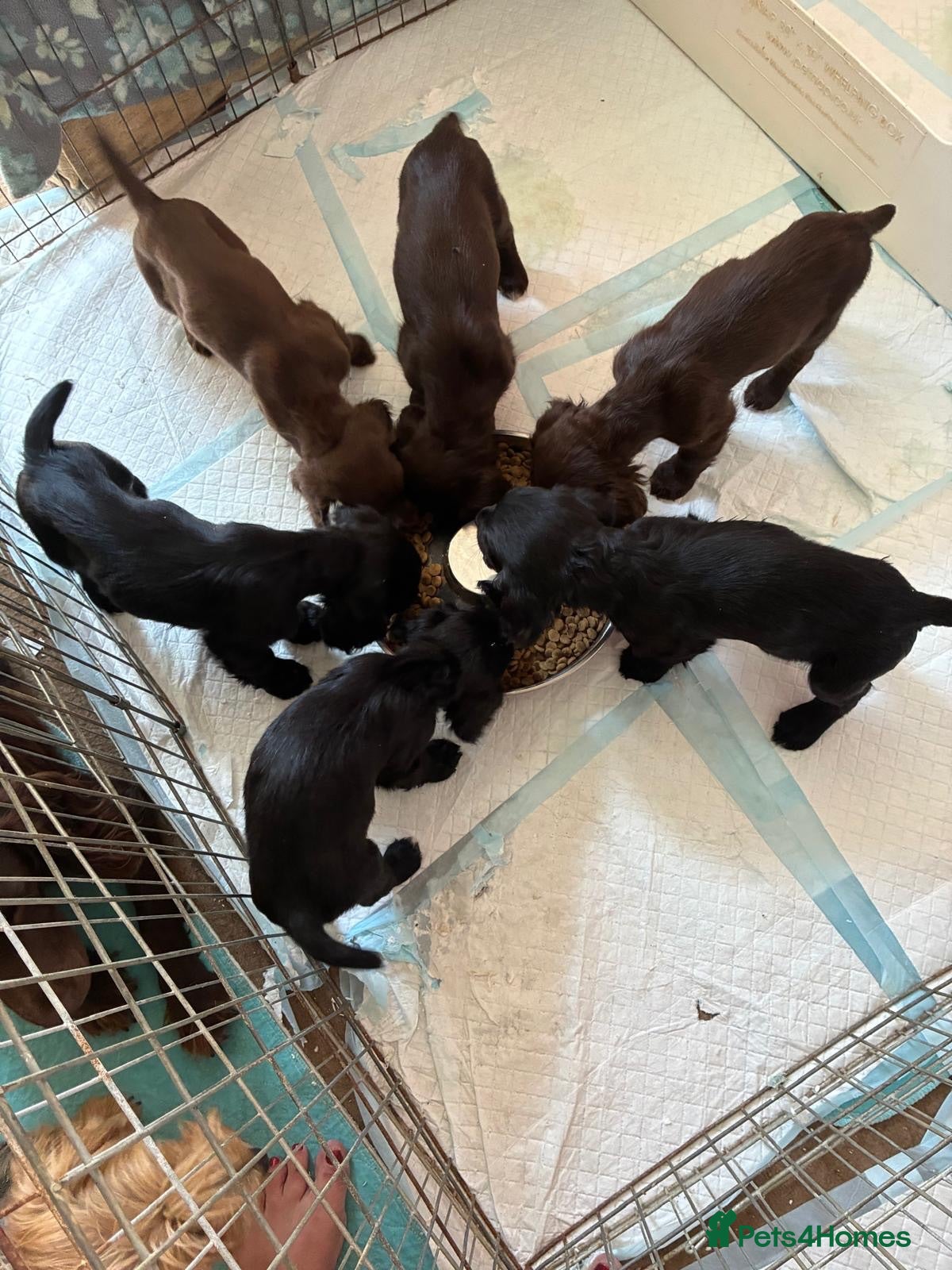 Sprocker dogs Gentle sprocker puppies - Advert 2