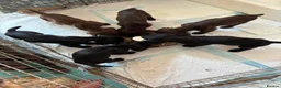 Sprocker dogs for sale: Gentle sprocker puppies - Advert 2