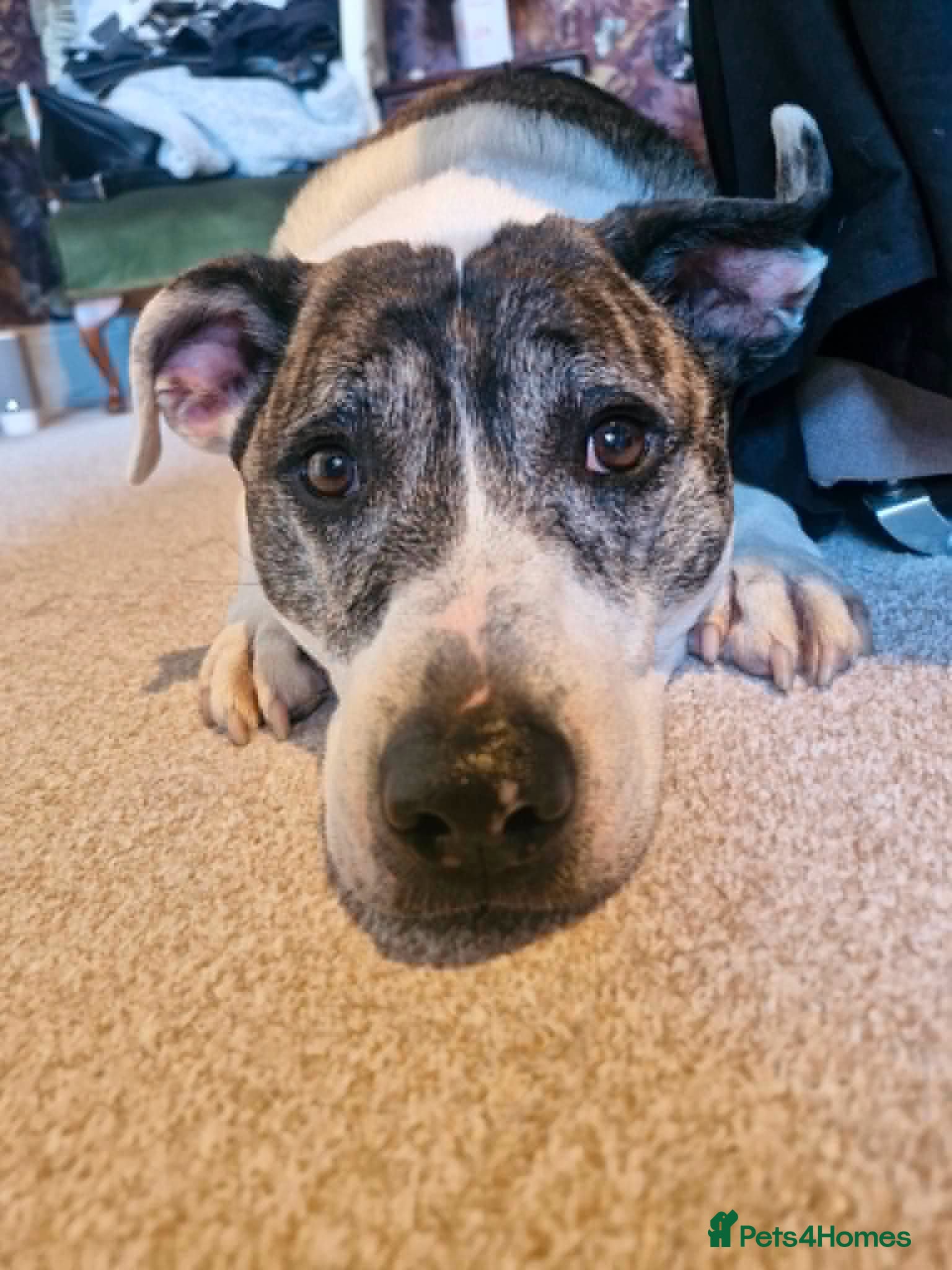 Mixed Breed dogs Zack - In Ayr Looking for a home  - Advert 1