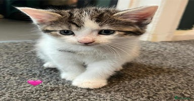 Mixed Breed cats - Advert 10