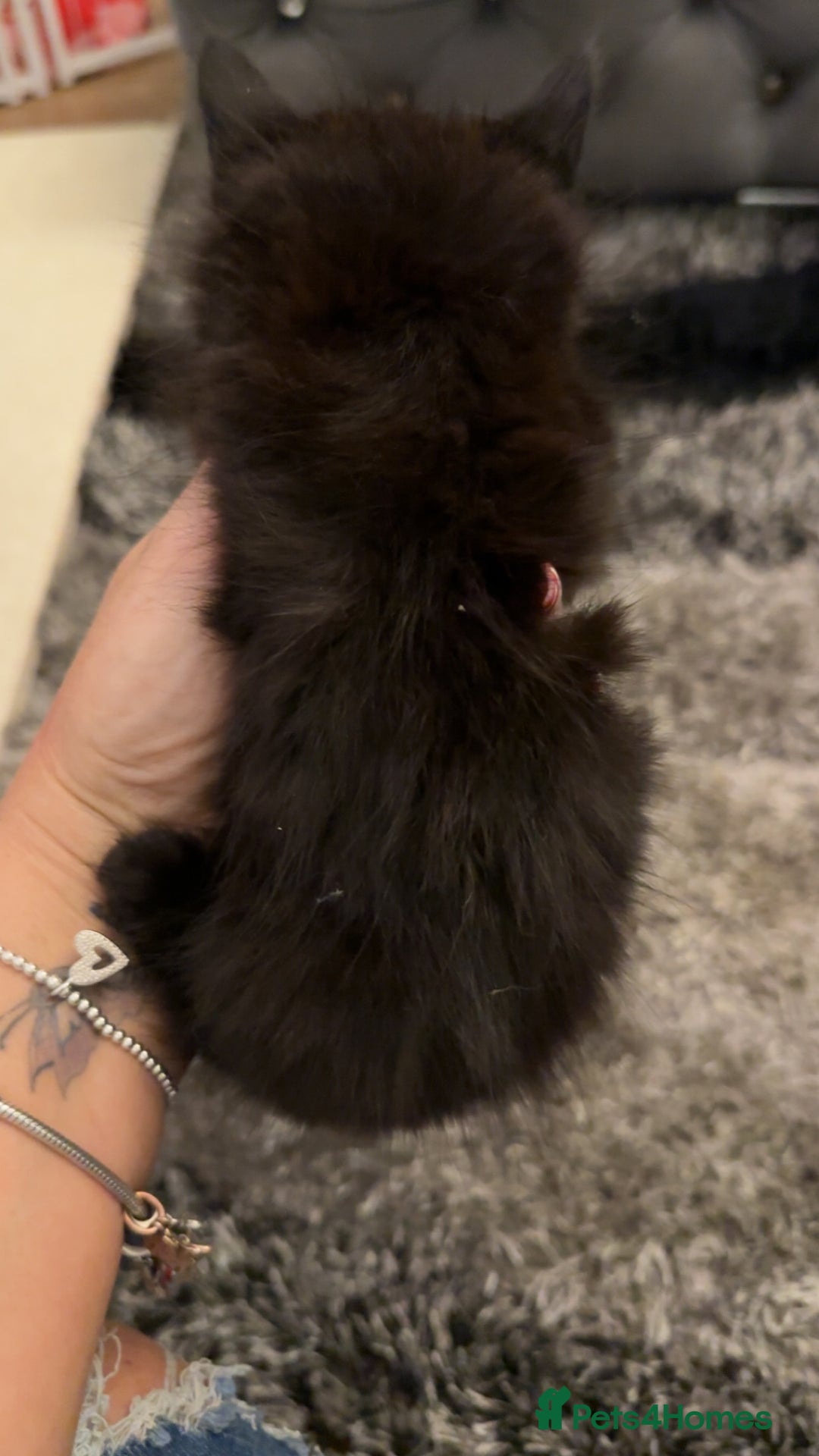 Domestic Shorthair cats for sale: Beautiful mix of kittens  - Advert 3