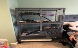 Ferret rodents for sale: 2 young female ferrets - Advert 2