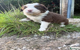 Bearded Collie dogs for sale: 🚨3/4 BEAUTIFUL BEARDIE PUPPIES 🚨 - Image 3