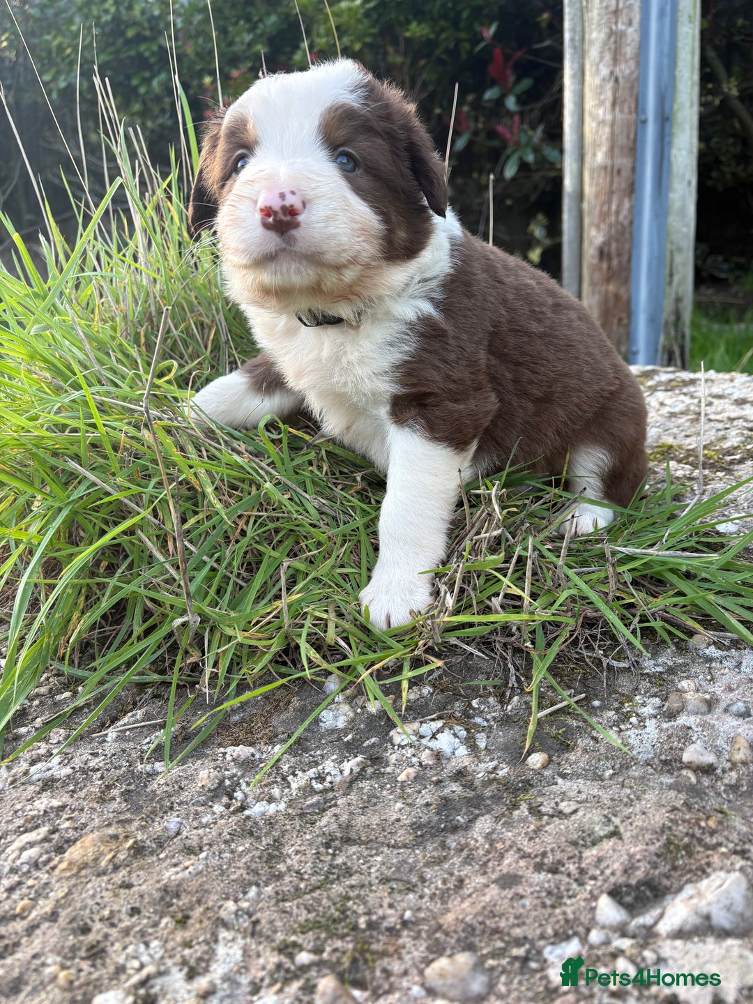 Bearded Collie dogs for sale: 🚨3/4 BEAUTIFUL BEARDIE PUPPIES 🚨 - Image 3